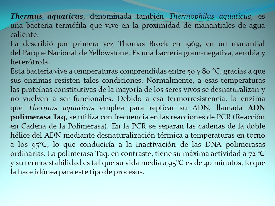 Thermus aquaticus, denominada también Thermophilus aquaticus, es una bacteria termófila que vive en la proximidad de manantiales de agua caliente.