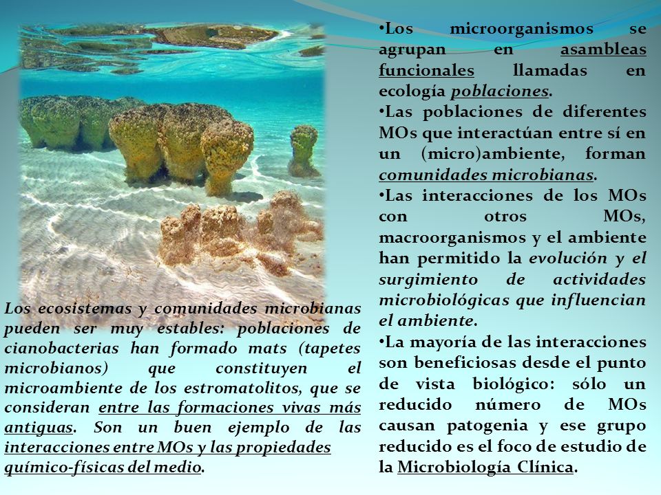 Los microorganismos se agrupan en asambleas funcionales llamadas en ecología poblaciones.