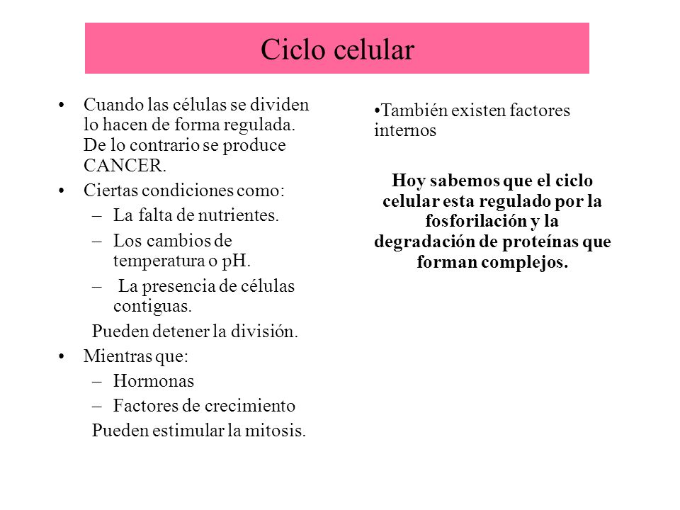 Ciclo celular Cuando las células se dividen lo hacen de forma regulada. De lo contrario se produce CANCER.