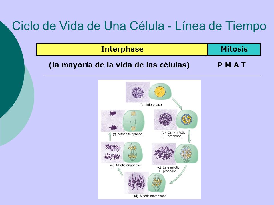 Ciclo de Vida de Una Célula - Línea de Tiempo