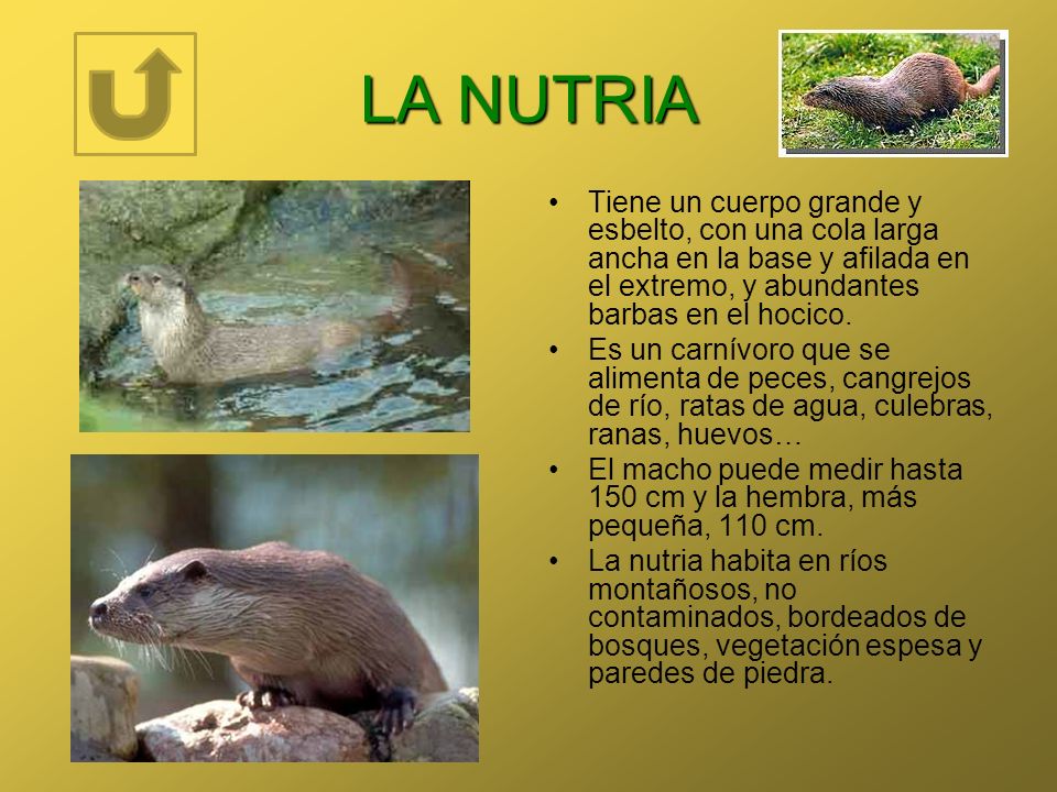 LA NUTRIA Tiene un cuerpo grande y esbelto, con una cola larga ancha en la base y afilada en el extremo, y abundantes barbas en el hocico.