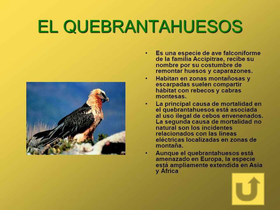 EL QUEBRANTAHUESOS Es una especie de ave falconiforme de la familia Accipitrae, recibe su nombre por su costumbre de remontar huesos y caparazones.