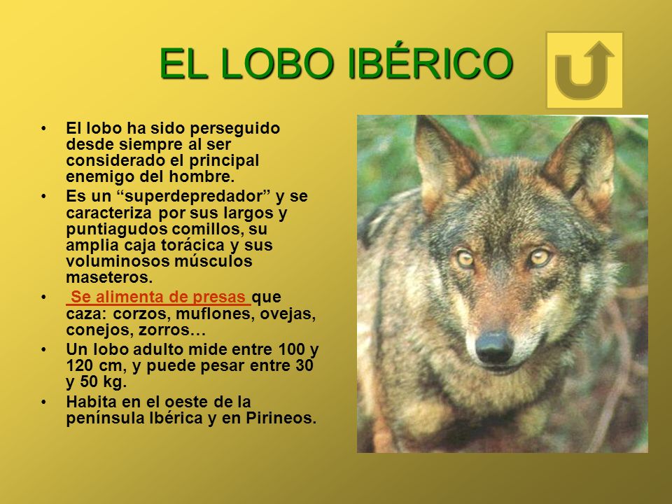 EL LOBO IBÉRICO El lobo ha sido perseguido desde siempre al ser considerado el principal enemigo del hombre.