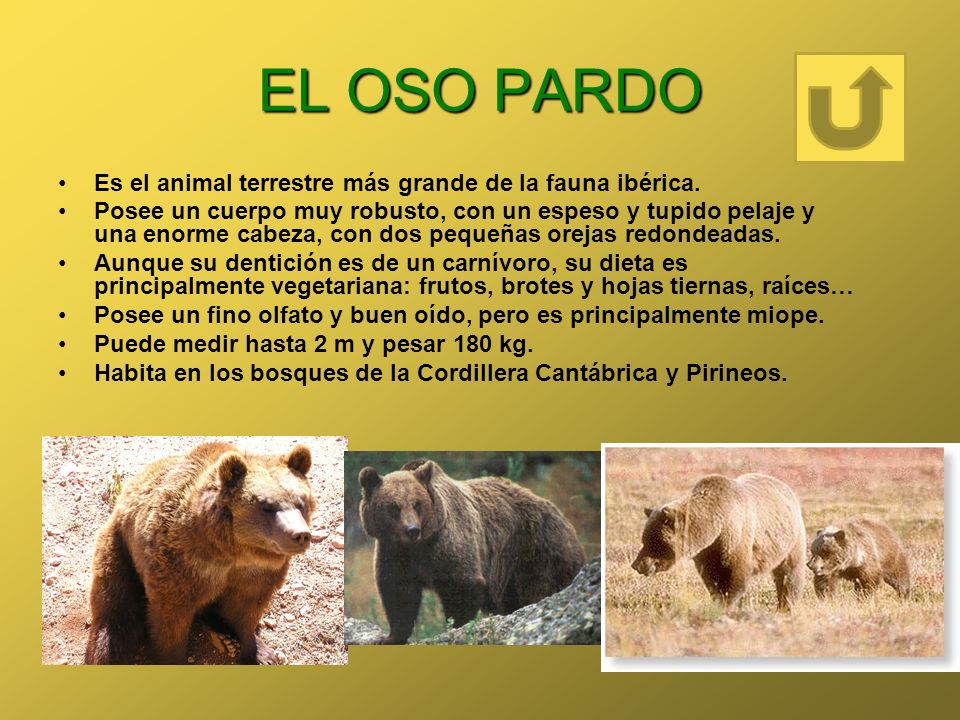 EL OSO PARDO Es el animal terrestre más grande de la fauna ibérica.