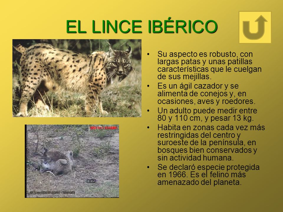 EL LINCE IBÉRICO Su aspecto es robusto, con largas patas y unas patillas características que le cuelgan de sus mejillas.