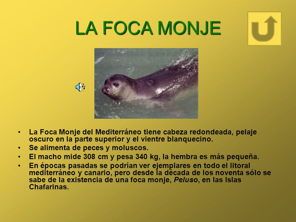 LA FOCA MONJE La Foca Monje del Mediterráneo tiene cabeza redondeada, pelaje oscuro en la parte superior y el vientre blanquecino.