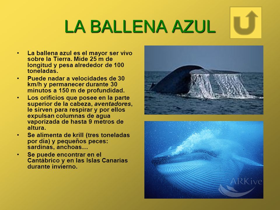 LA BALLENA AZUL La ballena azul es el mayor ser vivo sobre la Tierra. Mide 25 m de longitud y pesa alrededor de 100 toneladas.