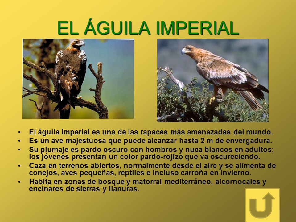 EL ÁGUILA IMPERIAL El águila imperial es una de las rapaces más amenazadas del mundo.