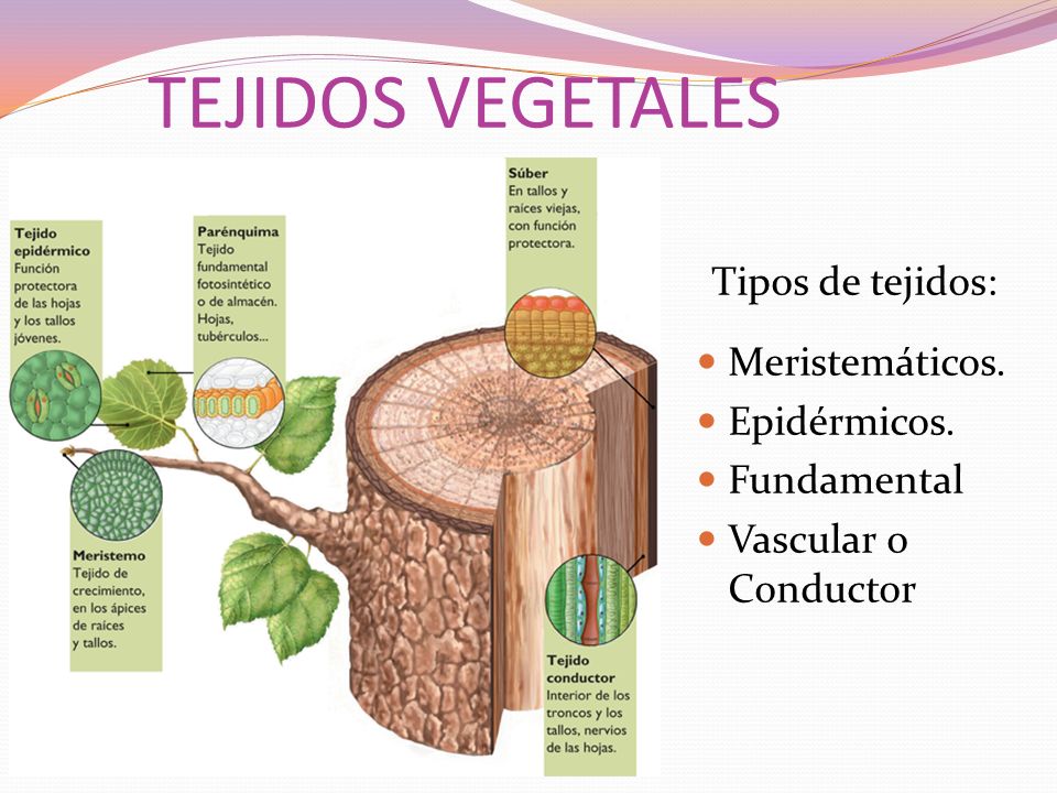 TEJIDOS VEGETALES Tipos de tejidos: Meristemáticos. Epidérmicos.