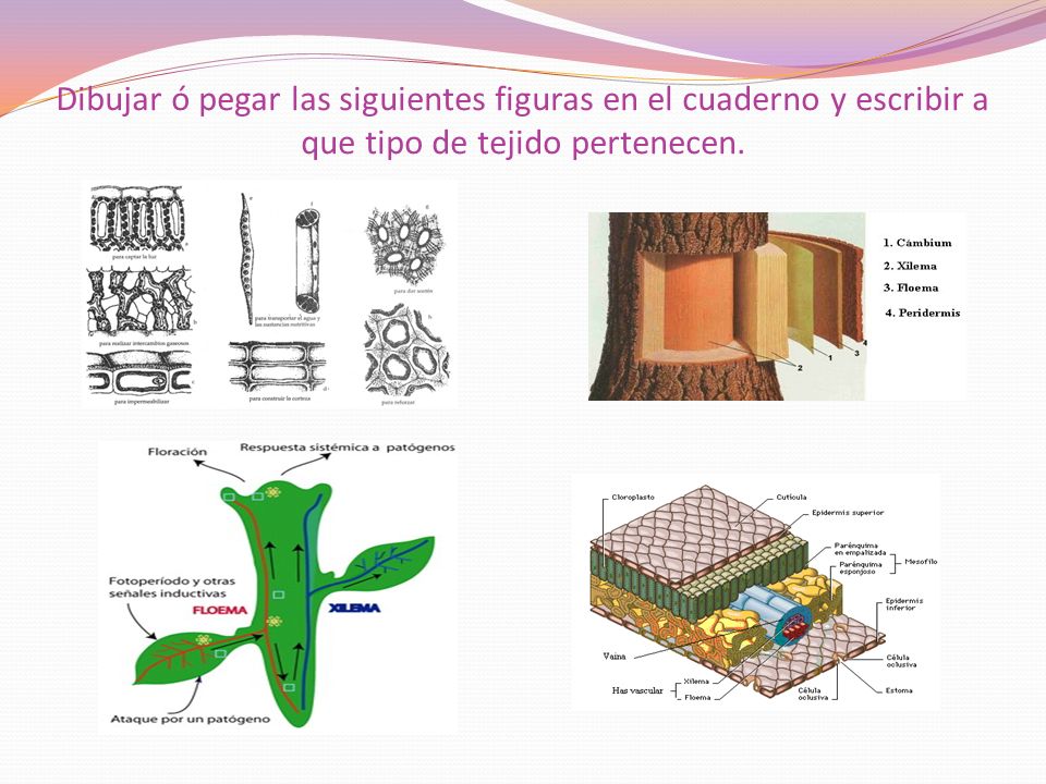 Dibujar ó pegar las siguientes figuras en el cuaderno y escribir a que tipo de tejido pertenecen.