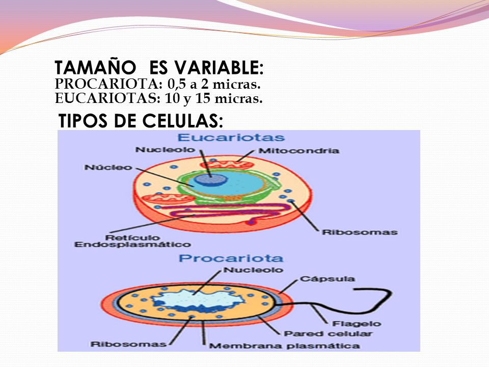 TAMAÑO ES VARIABLE: TIPOS DE CELULAS: PROCARIOTA: 0,5 a 2 micras.