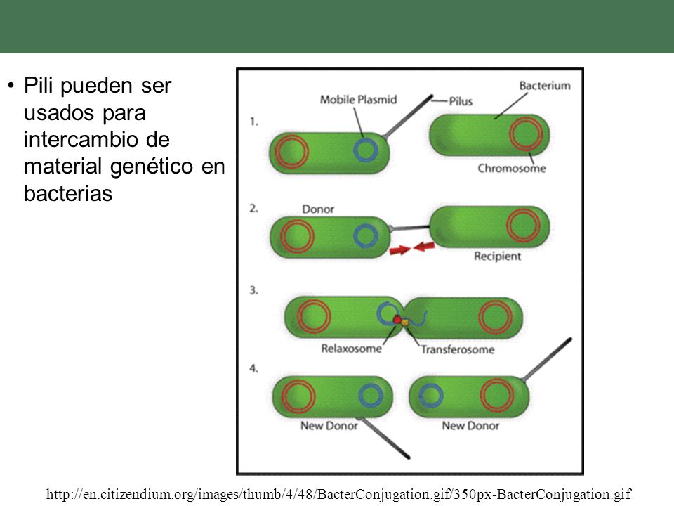 Pili pueden ser usados para intercambio de material genético en bacterias