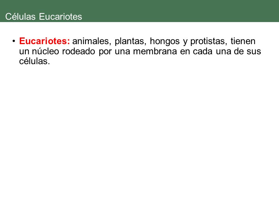 Células Eucariotes Eucariotes: animales, plantas, hongos y protistas, tienen un núcleo rodeado por una membrana en cada una de sus células.
