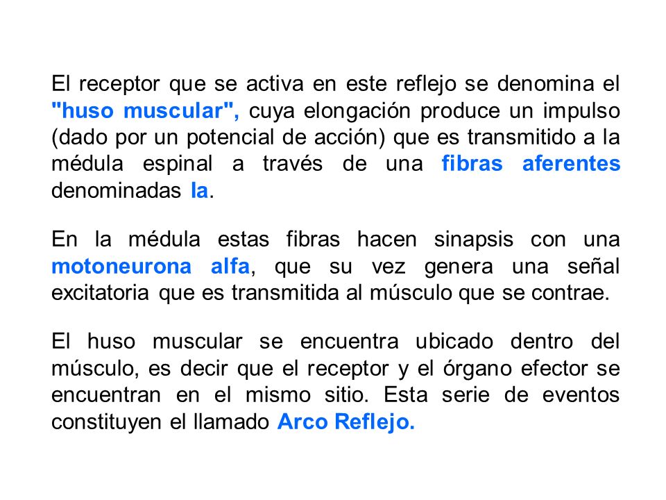 El receptor que se activa en este reflejo se denomina el huso muscular , cuya elongación produce un impulso (dado por un potencial de acción) que es transmitido a la médula espinal a través de una fibras aferentes denominadas Ia.