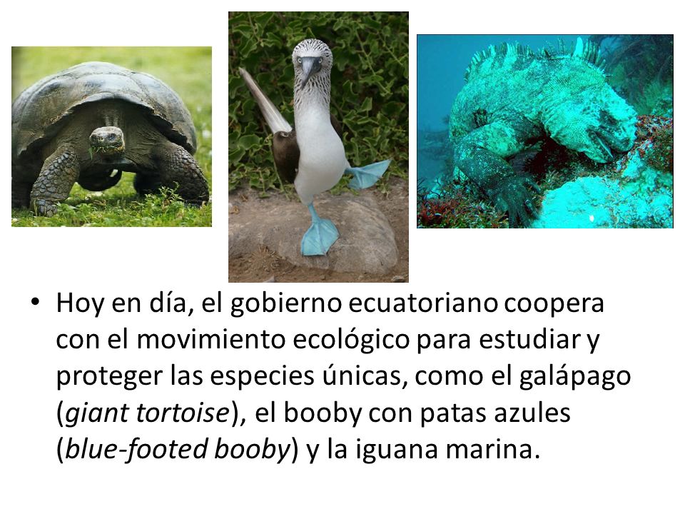 Hoy en día, el gobierno ecuatoriano coopera con el movimiento ecológico para estudiar y proteger las especies únicas, como el galápago (giant tortoise), el booby con patas azules (blue-footed booby) y la iguana marina.