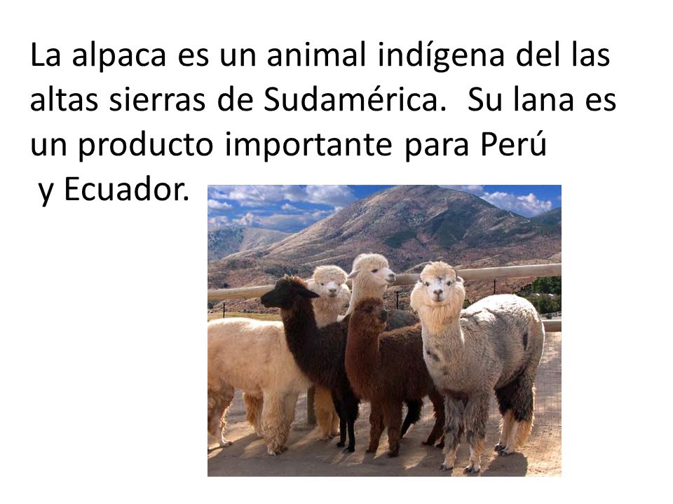 La alpaca es un animal indígena del las altas sierras de Sudamérica