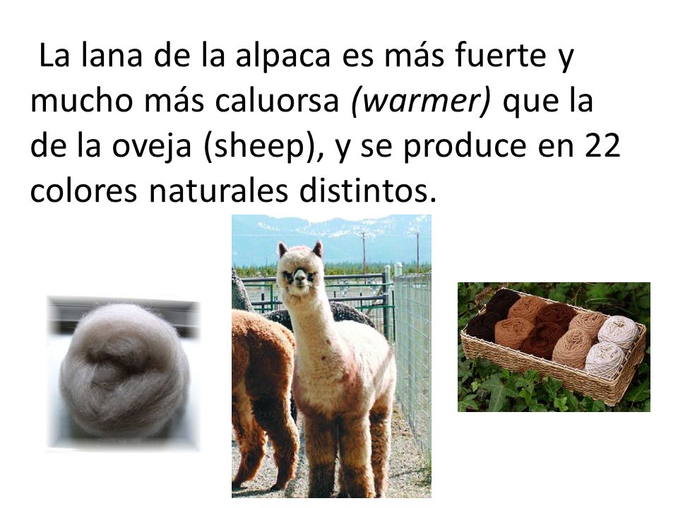 La lana de la alpaca es más fuerte y mucho más caluorsa (warmer) que la de la oveja (sheep), y se produce en 22 colores naturales distintos.
