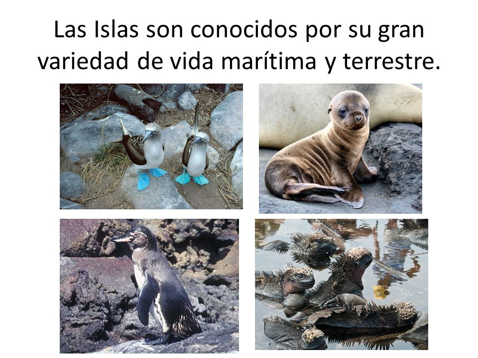 Las Islas son conocidos por su gran variedad de vida marítima y terrestre.