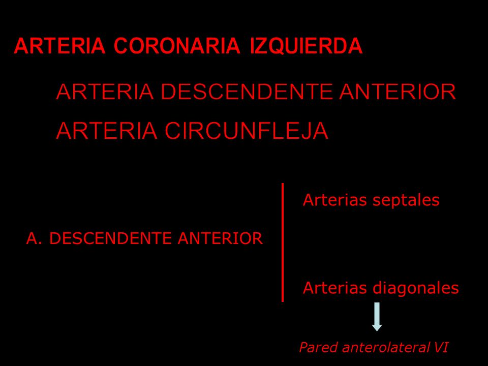 ARTERIA CORONARIA IZQUIERDA