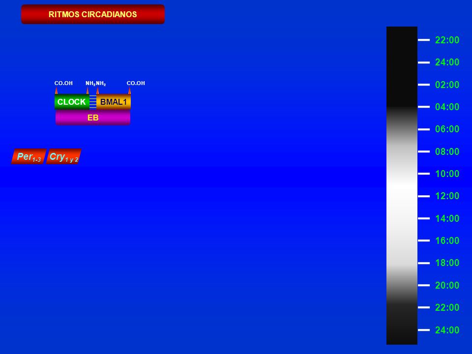 RITMOS CIRCADIANOS 22:00. 10:00. 24:00. 08:00. 06:00. 02:00. 04:00. 12:00. 14:00. 18:00. 16:00.