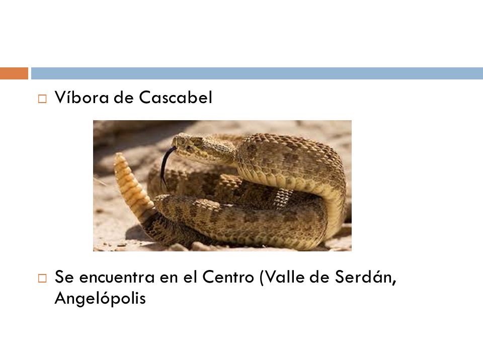 Víbora de Cascabel Se encuentra en el Centro (Valle de Serdán, Angelópolis