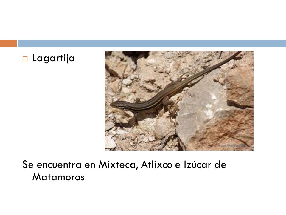 Lagartija Se encuentra en Mixteca, Atlixco e Izúcar de Matamoros