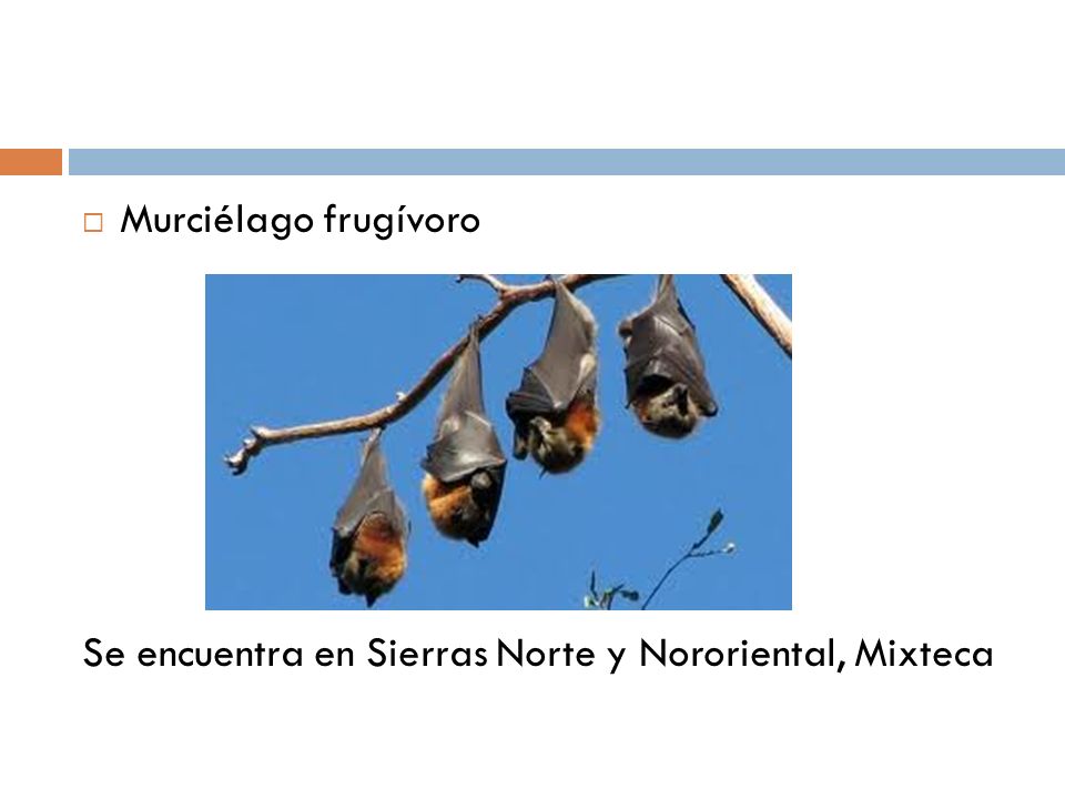Murciélago frugívoro Se encuentra en Sierras Norte y Nororiental, Mixteca