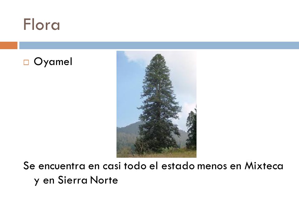 Flora Oyamel Se encuentra en casi todo el estado menos en Mixteca y en Sierra Norte