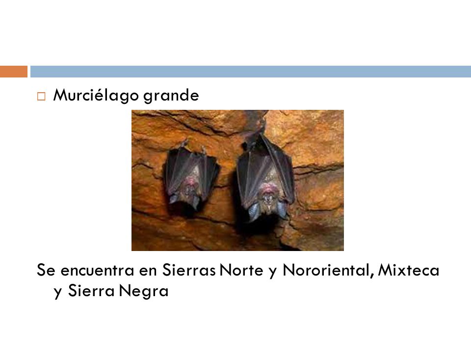Murciélago grande Se encuentra en Sierras Norte y Nororiental, Mixteca y Sierra Negra