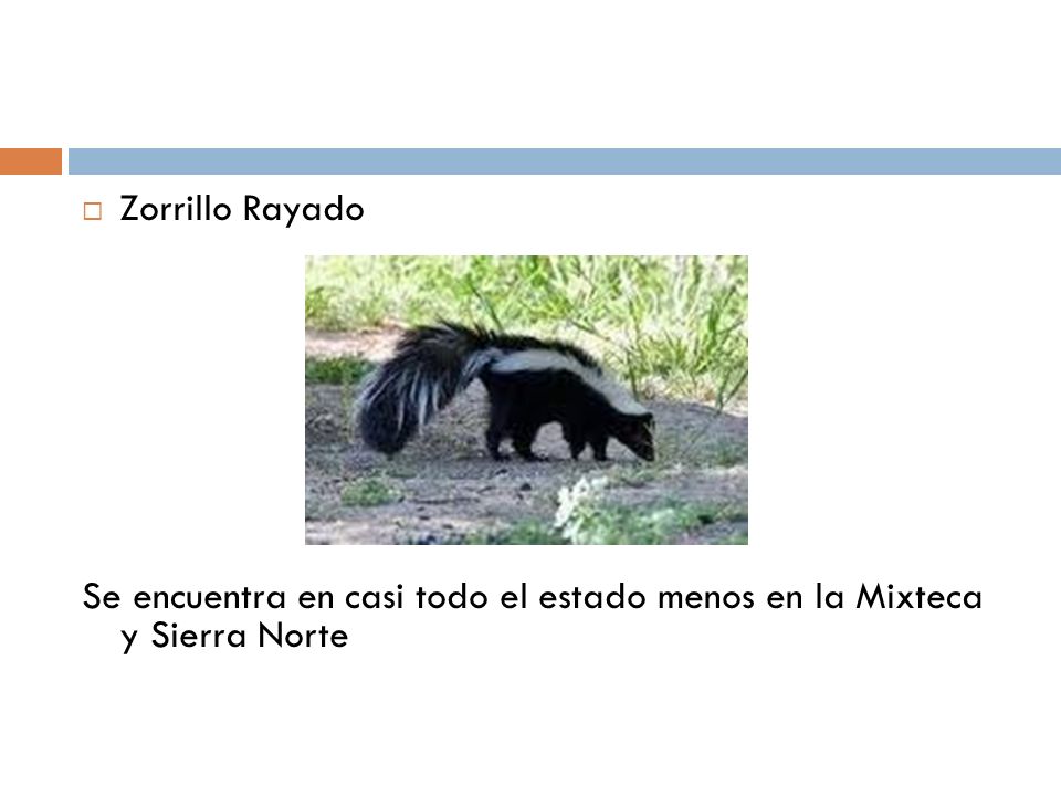 Zorrillo Rayado Se encuentra en casi todo el estado menos en la Mixteca y Sierra Norte