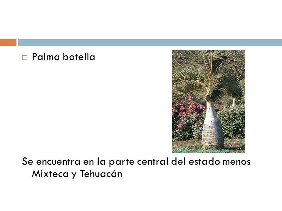 Palma botella Se encuentra en la parte central del estado menos Mixteca y Tehuacán