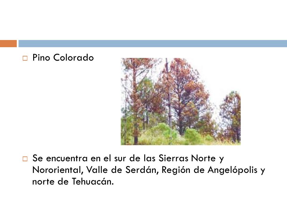 Pino Colorado Se encuentra en el sur de las Sierras Norte y Nororiental, Valle de Serdán, Región de Angelópolis y norte de Tehuacán.