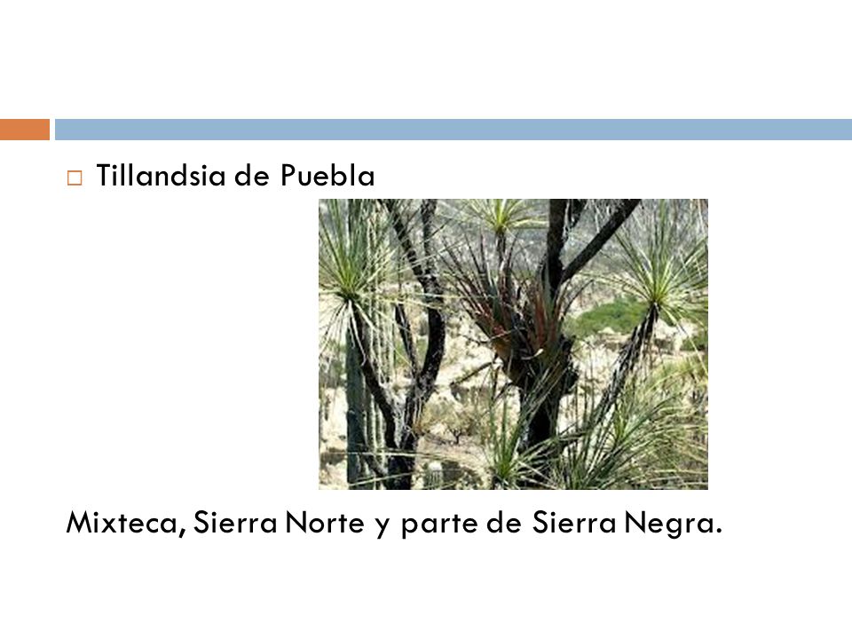 Tillandsia de Puebla Mixteca, Sierra Norte y parte de Sierra Negra.