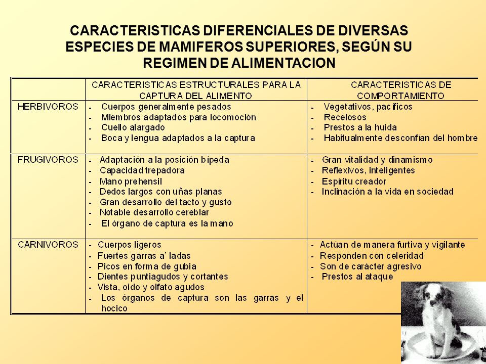 CARACTERISTICAS DIFERENCIALES DE DIVERSAS ESPECIES DE MAMIFEROS SUPERIORES, SEGÚN SU REGIMEN DE ALIMENTACION