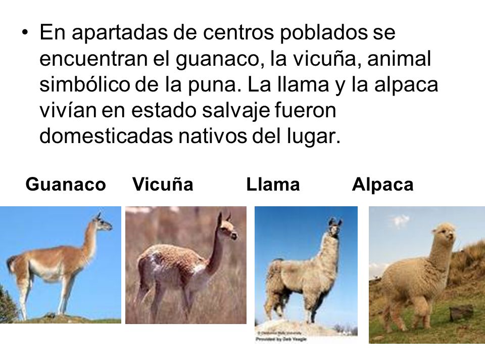 En apartadas de centros poblados se encuentran el guanaco, la vicuña, animal simbólico de la puna. La llama y la alpaca vivían en estado salvaje fueron domesticadas nativos del lugar.