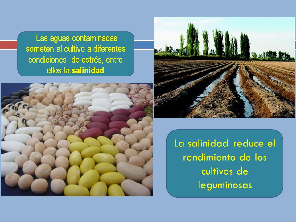 La salinidad reduce el rendimiento de los cultivos de leguminosas