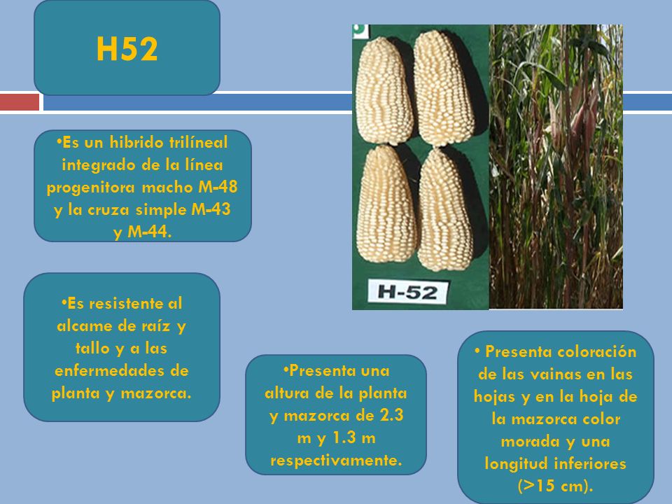 H52 Es un hibrido trilíneal integrado de la línea progenitora macho M-48 y la cruza simple M-43 y M-44.
