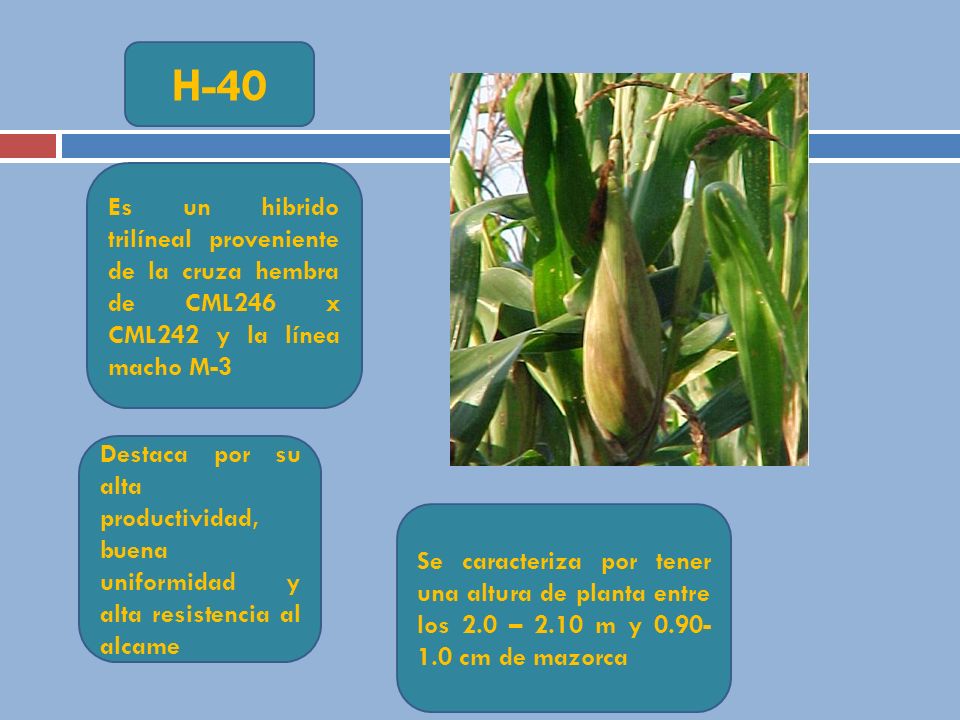 H-40 Es un hibrido trilíneal proveniente de la cruza hembra de CML246 x CML242 y la línea macho M-3.