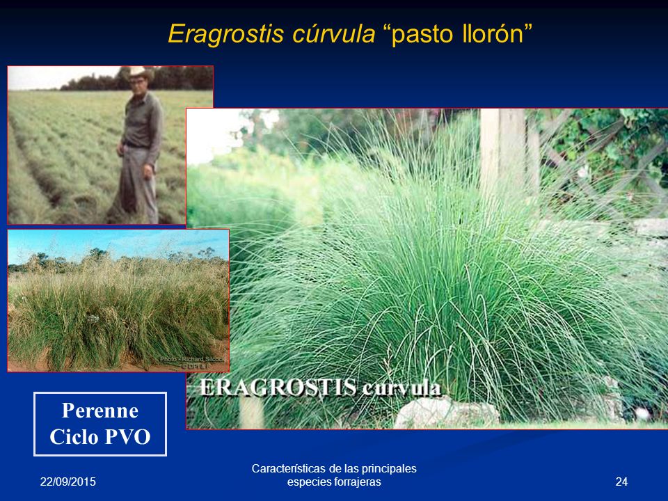 Características de las principales especies forrajeras