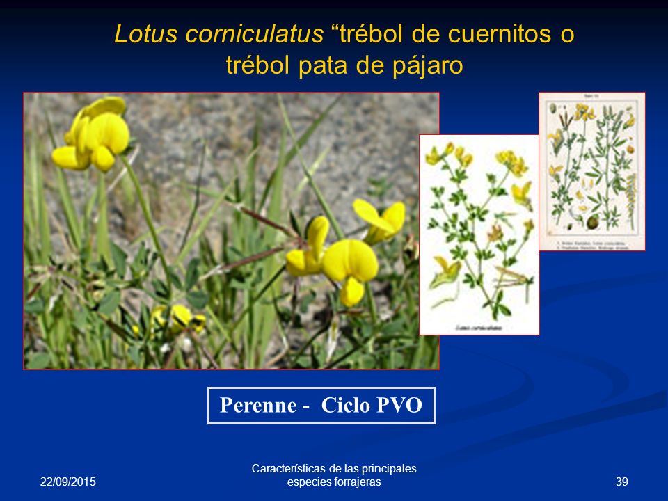 Lotus corniculatus trébol de cuernitos o trébol pata de pájaro