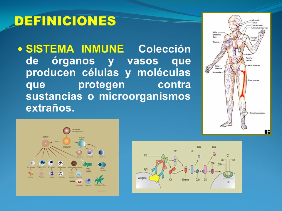 DEFINICIONES SISTEMA INMUNE Colección de órganos y vasos que producen células y moléculas que protegen contra sustancias o microorganismos extraños.