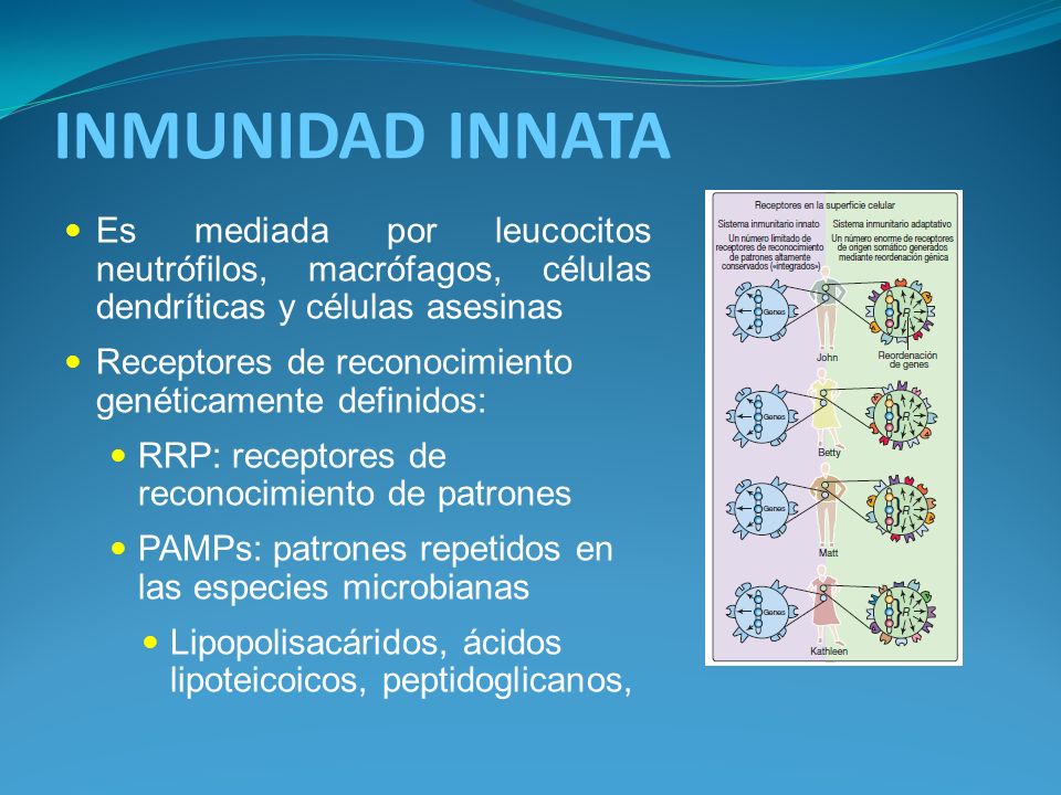INMUNIDAD INNATA Es mediada por leucocitos neutrófilos, macrófagos, células dendríticas y células asesinas.