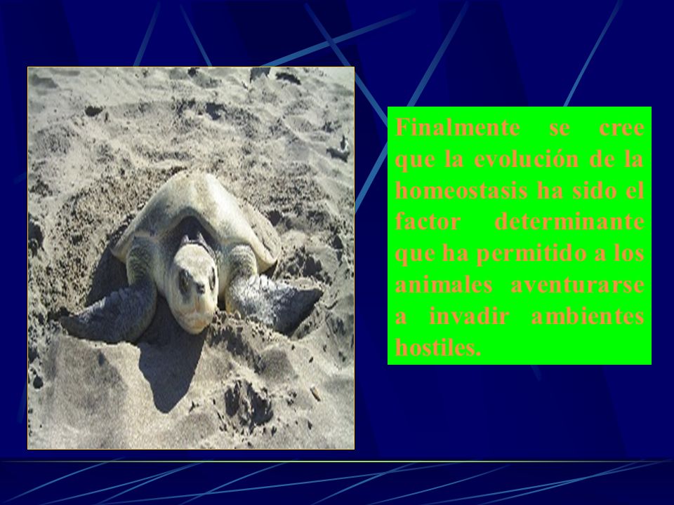 Finalmente se cree que la evolución de la homeostasis ha sido el factor determinante que ha permitido a los animales aventurarse a invadir ambientes hostiles.