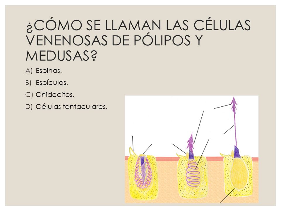 ¿CÓMO SE LLAMAN LAS CÉLULAS VENENOSAS DE PÓLIPOS Y MEDUSAS