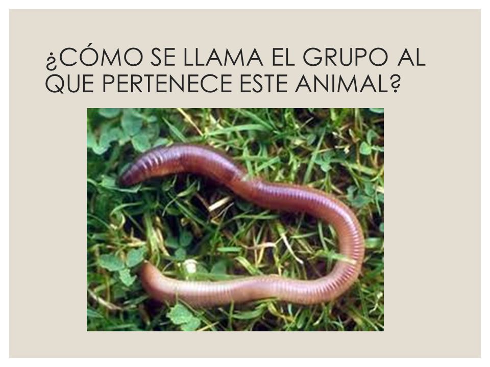 ¿CÓMO SE LLAMA EL GRUPO AL QUE PERTENECE ESTE ANIMAL