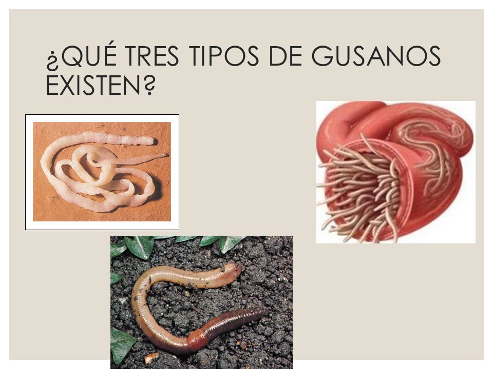 ¿QUÉ TRES TIPOS DE GUSANOS EXISTEN