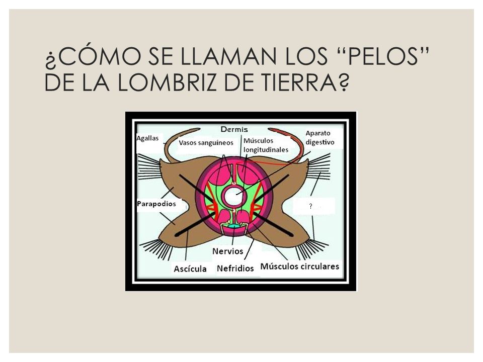 ¿CÓMO SE LLAMAN LOS PELOS DE LA LOMBRIZ DE TIERRA