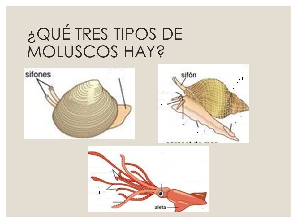 ¿QUÉ TRES TIPOS DE MOLUSCOS HAY