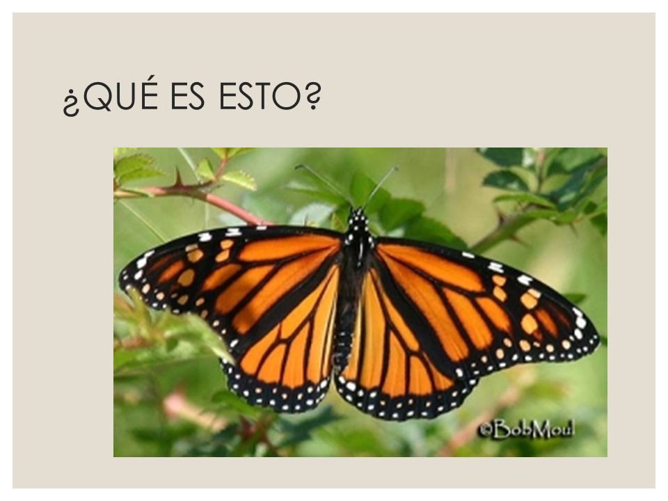 ¿QUÉ ES ESTO