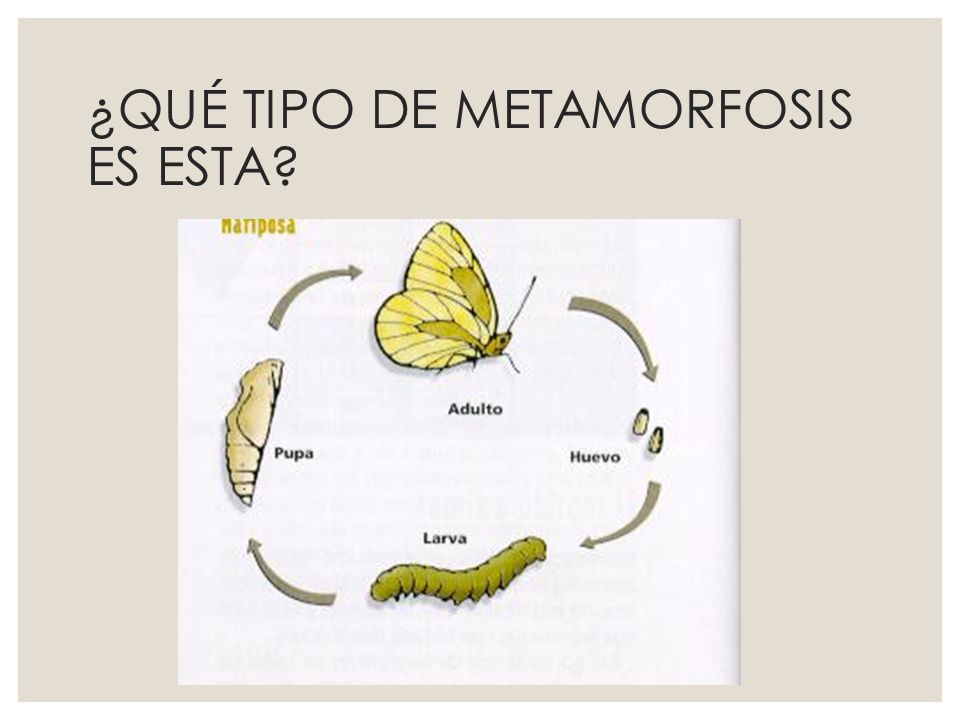 ¿QUÉ TIPO DE METAMORFOSIS ES ESTA